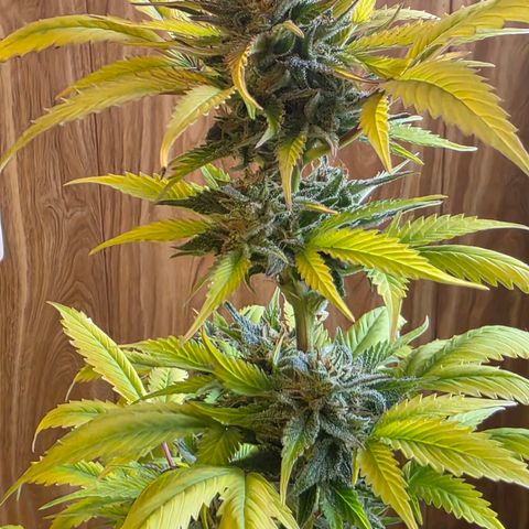 Juanita y María  growlog timeline photo