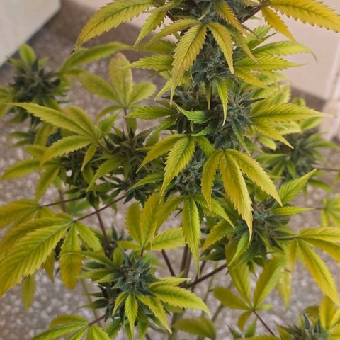 Juanita y María  growlog timeline photo
