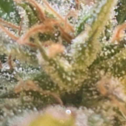 Juanita y María  growlog timeline photo