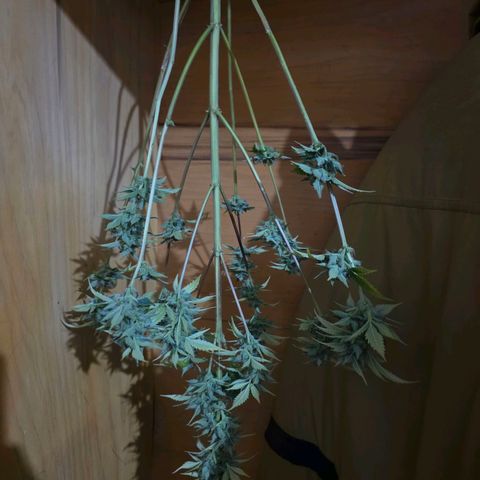 Juanita y María  growlog timeline photo