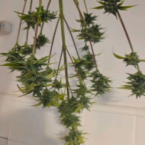 Juanita y María  growlog timeline photo