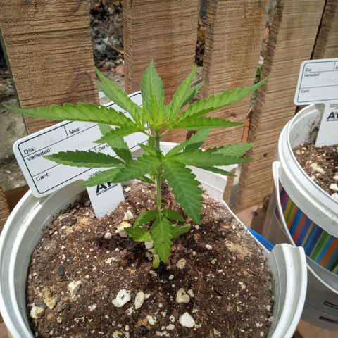 Northern Lights CBD growlog timeline photo