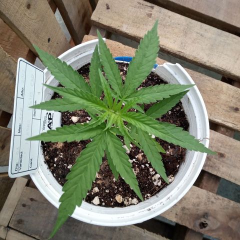 Northern Lights CBD growlog timeline photo