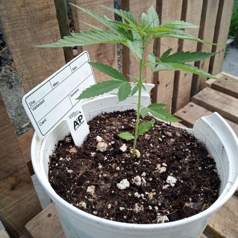 Northern Lights CBD growlog timeline photo