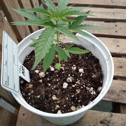 Northern Lights CBD growlog timeline photo