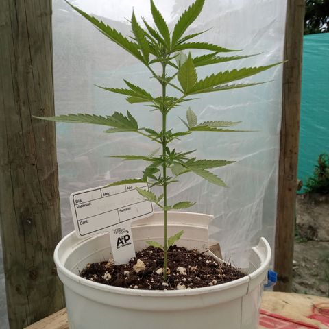 Northern Lights CBD growlog timeline photo