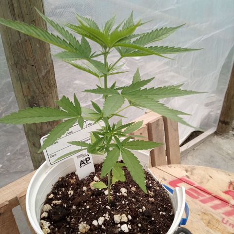 Northern Lights CBD growlog timeline photo