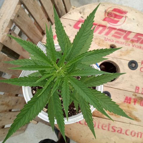 Northern Lights CBD growlog timeline photo