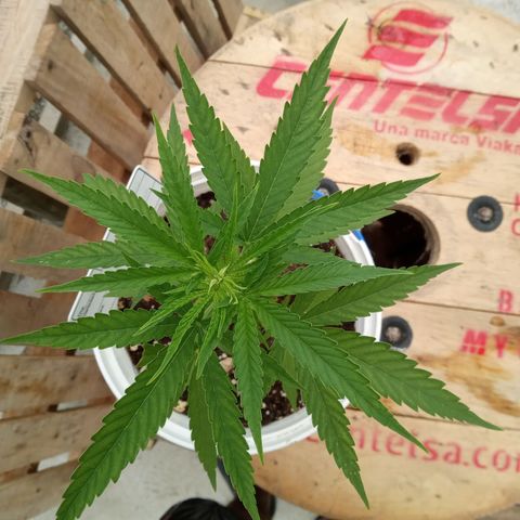 Northern Lights CBD growlog timeline photo