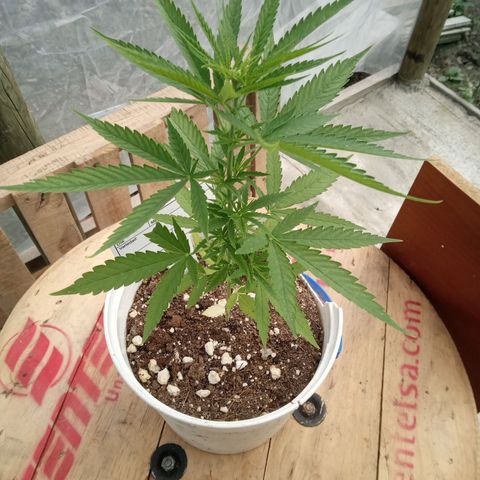 Northern Lights CBD growlog timeline photo