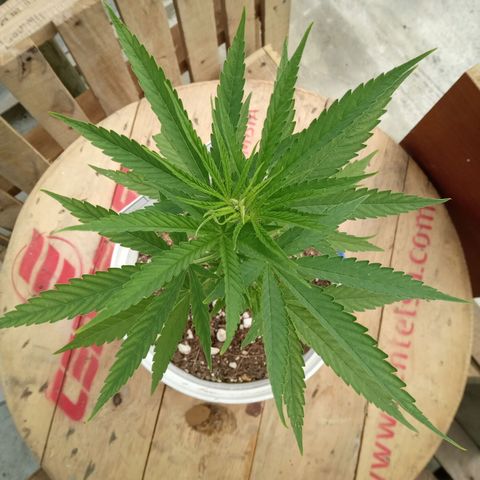 Northern Lights CBD growlog timeline photo