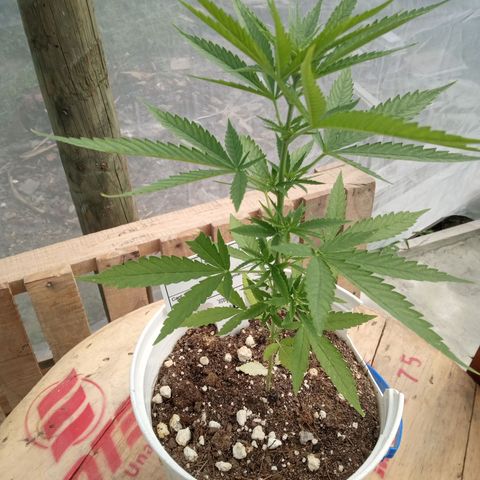 Northern Lights CBD growlog timeline photo