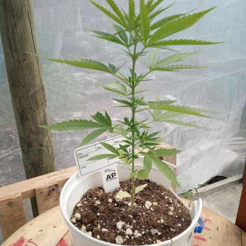 Northern Lights CBD growlog timeline photo