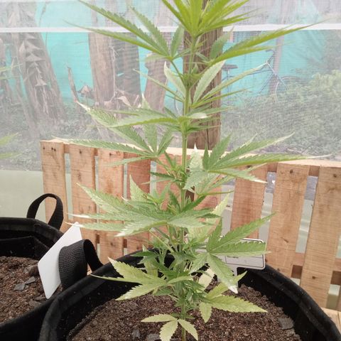 Northern Lights CBD growlog timeline photo