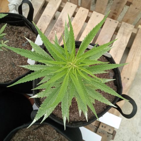 Northern Lights CBD growlog timeline photo