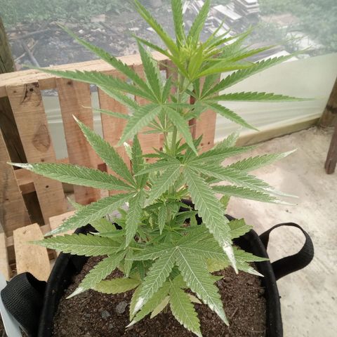 Northern Lights CBD growlog timeline photo