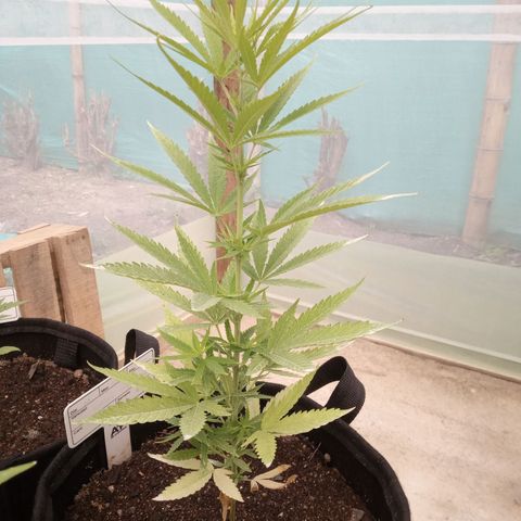 Northern Lights CBD growlog timeline photo
