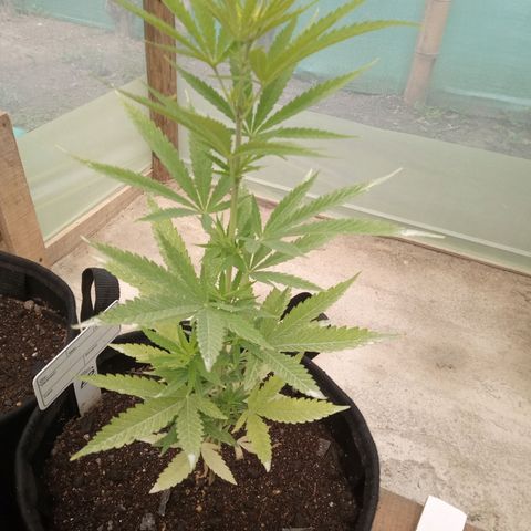 Northern Lights CBD growlog timeline photo