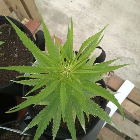 Northern Lights CBD growlog timeline photo