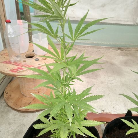 Northern Lights CBD growlog timeline photo
