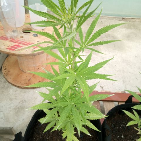 Northern Lights CBD growlog timeline photo