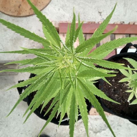 Northern Lights CBD growlog timeline photo