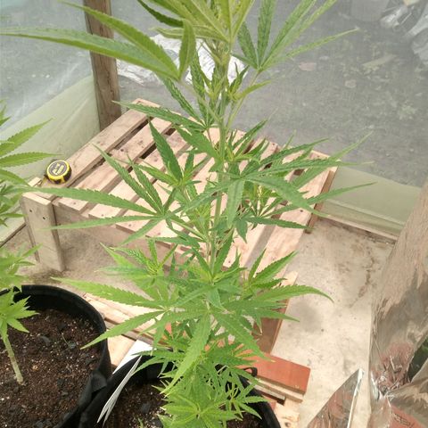 Northern Lights CBD growlog timeline photo
