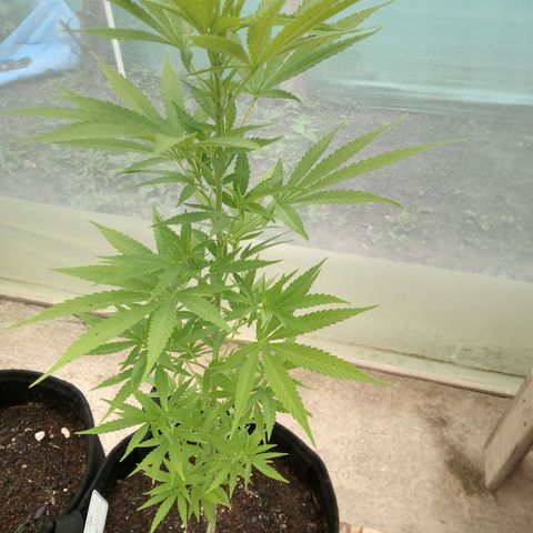 Northern Lights CBD growlog timeline photo