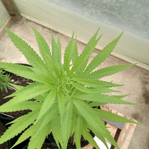 Northern Lights CBD growlog timeline photo
