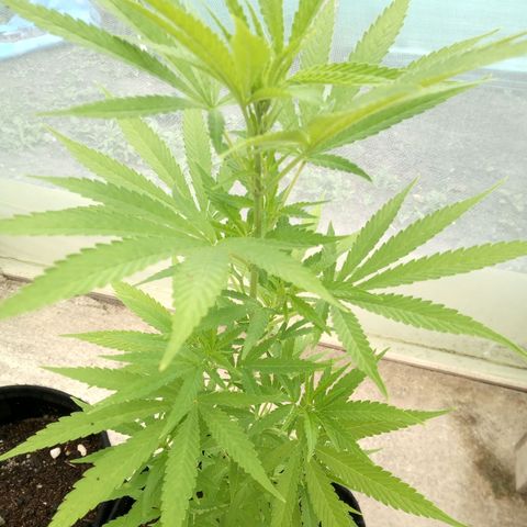 Northern Lights CBD growlog timeline photo