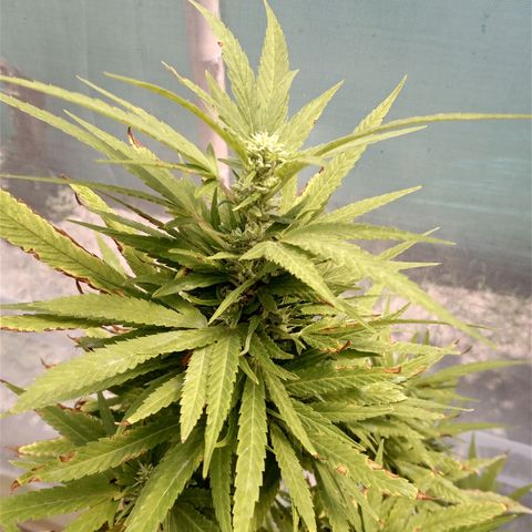 Northern Lights CBD growlog timeline photo