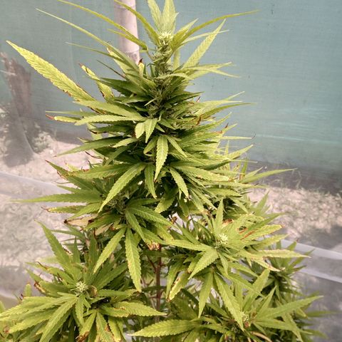Northern Lights CBD growlog timeline photo