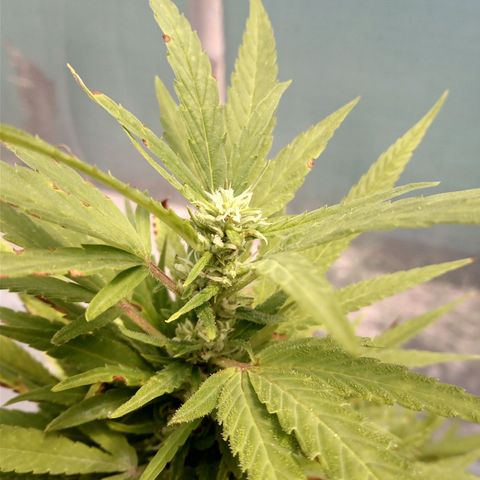 Northern Lights CBD growlog timeline photo