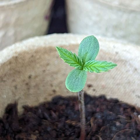 Green Crack growlog timeline photo