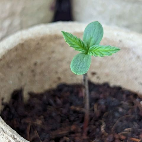 Green Crack growlog timeline photo
