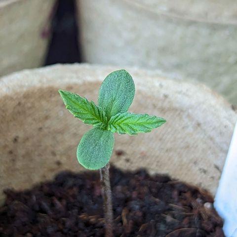 Green Crack growlog timeline photo
