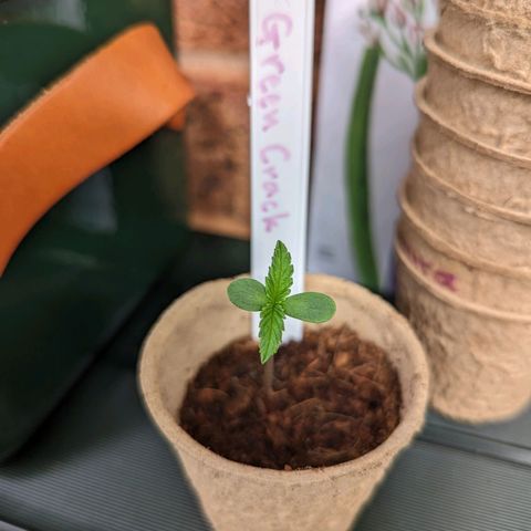 Green Crack growlog timeline photo
