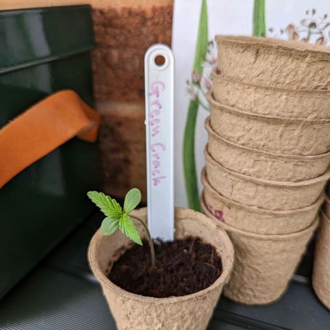 Green Crack growlog timeline photo