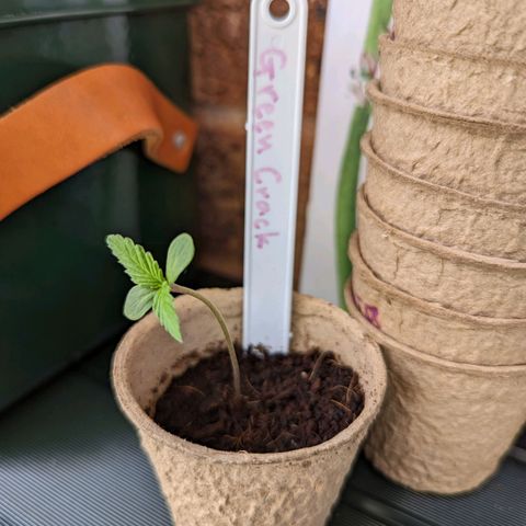Green Crack growlog timeline photo