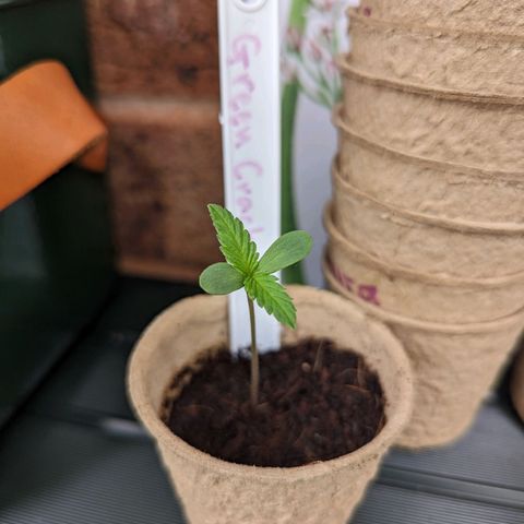 Green Crack growlog timeline photo