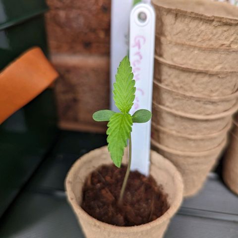 Green Crack growlog timeline photo