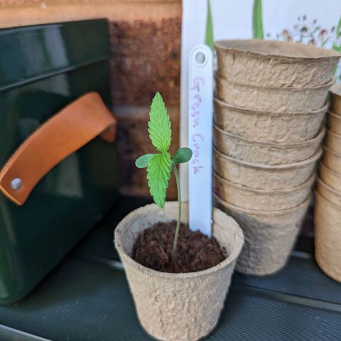 Green Crack growlog timeline photo
