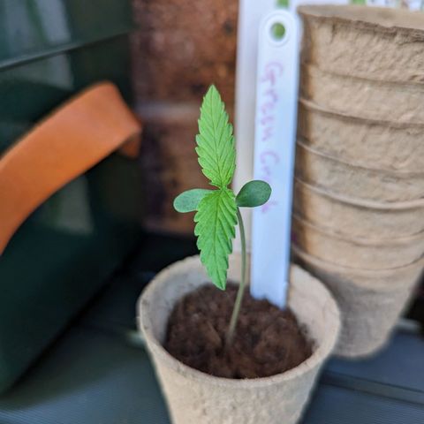 Green Crack growlog timeline photo
