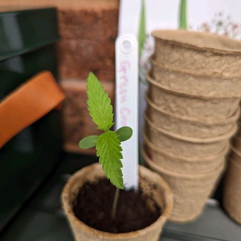 Green Crack growlog timeline photo