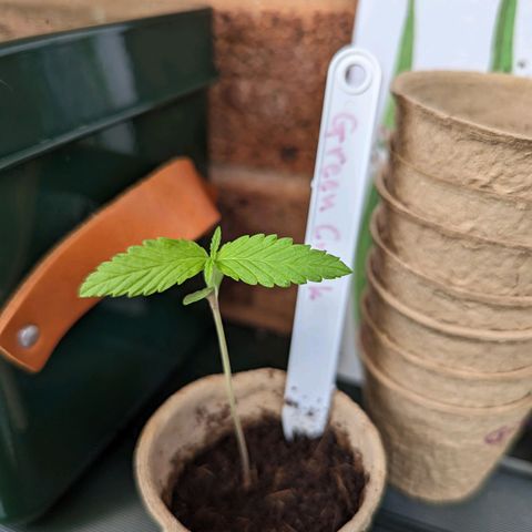 Green Crack growlog timeline photo