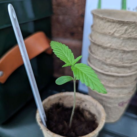 Green Crack growlog timeline photo