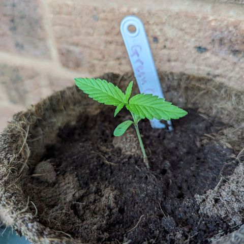 Green Crack growlog timeline photo