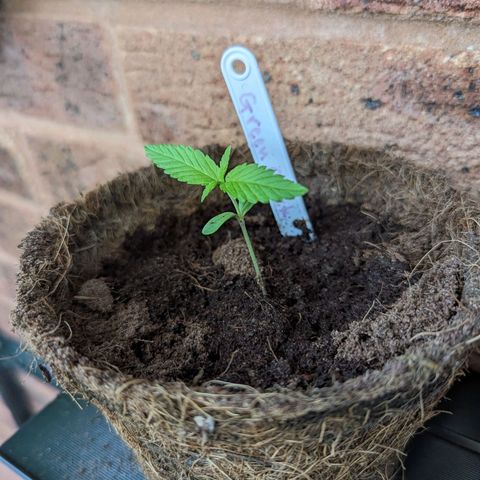 Green Crack growlog timeline photo
