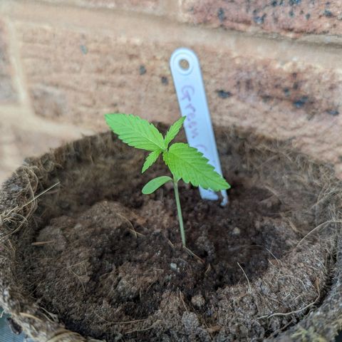 Green Crack growlog timeline photo