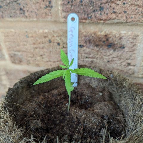 Green Crack growlog timeline photo